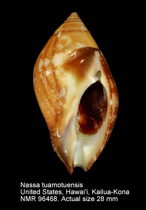 Nassa tuamotuensis.jpg - Nassa tuamotuensis Houart,1996